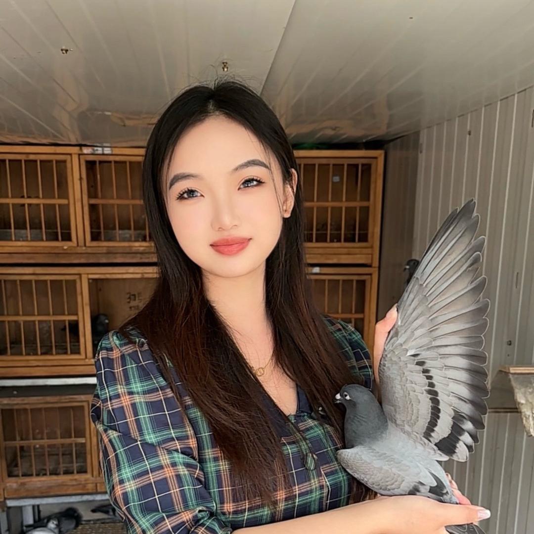 美桦赛鸽