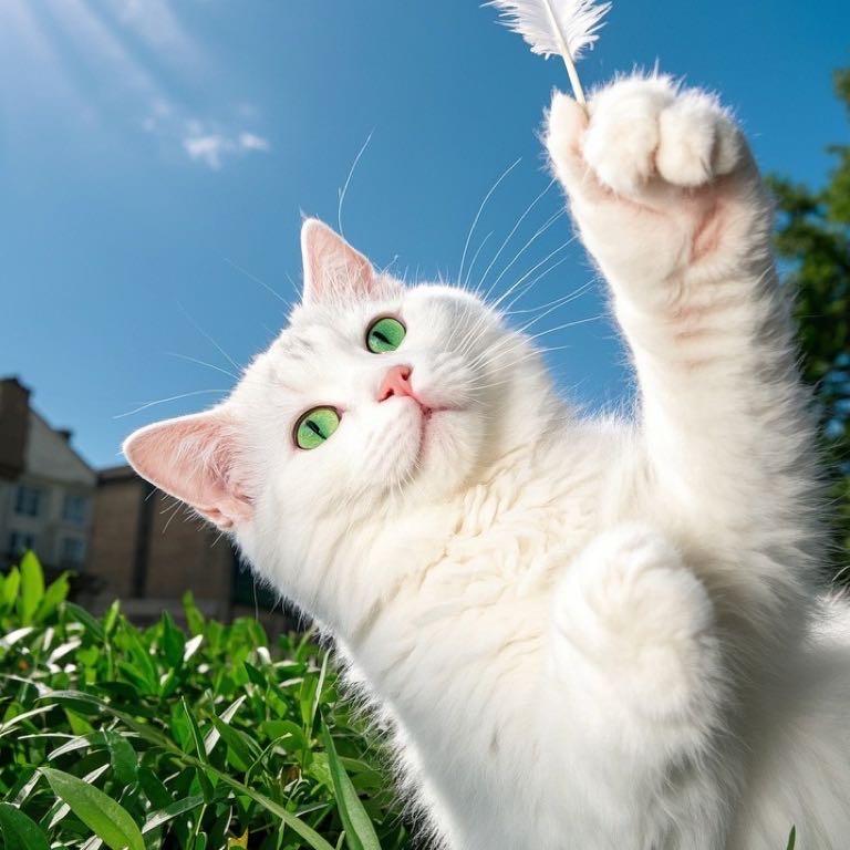 猫爸猫妈的崽崽们