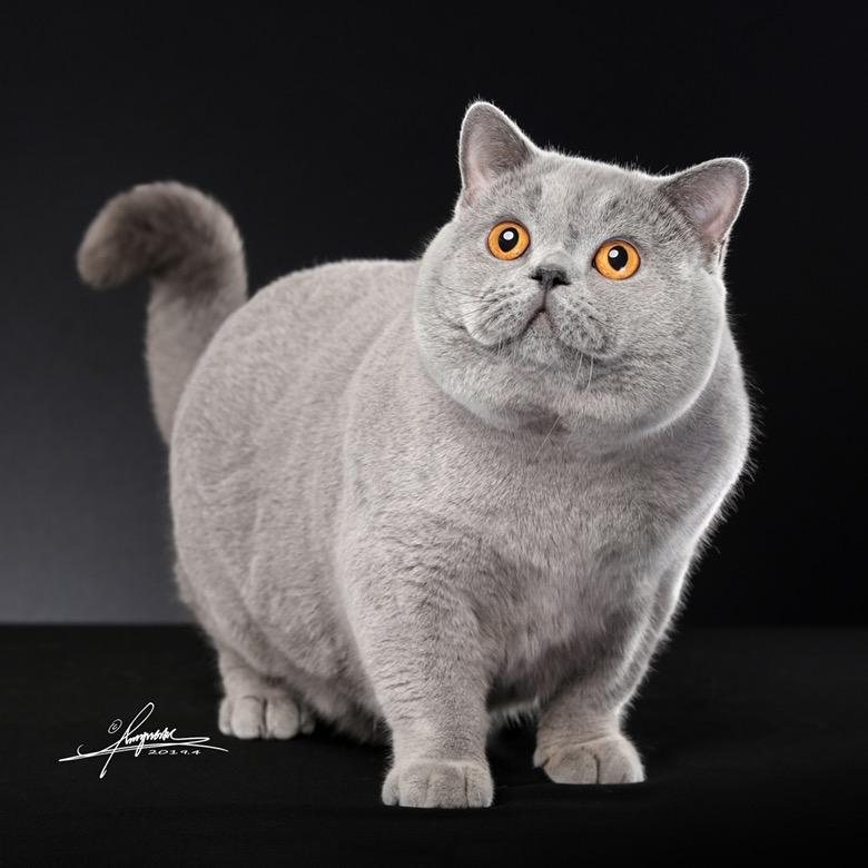 猫叔唯一