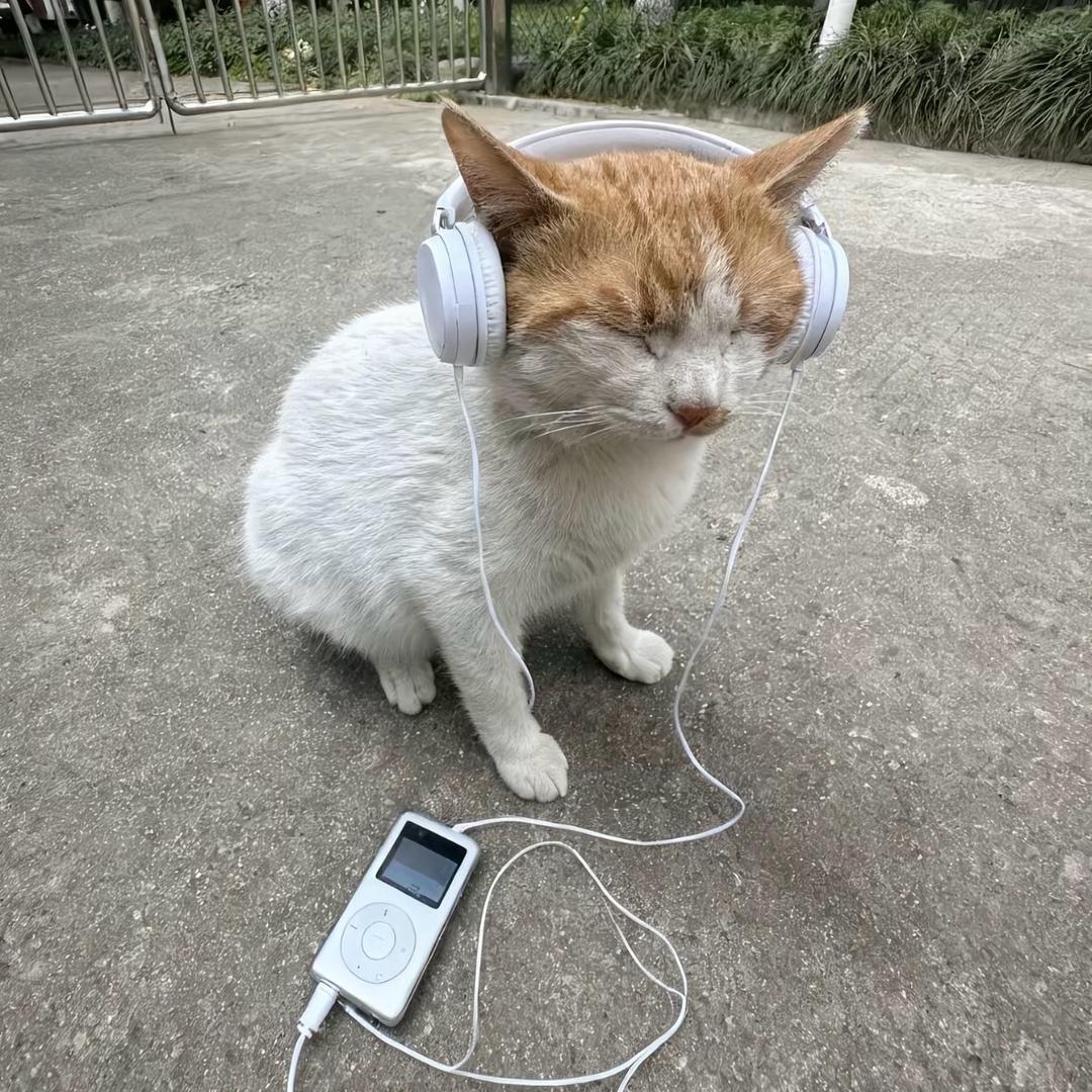 鲨鱼咿