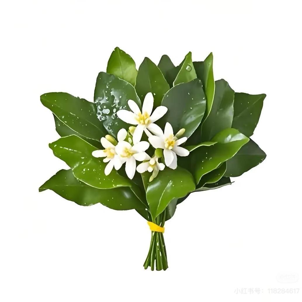 小冯头不秃（减脂版）⛱️