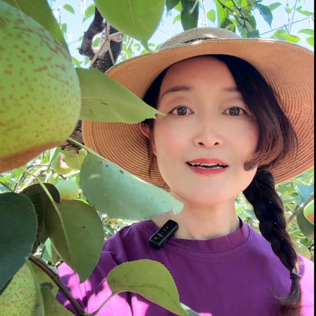 莱阳梨春夏