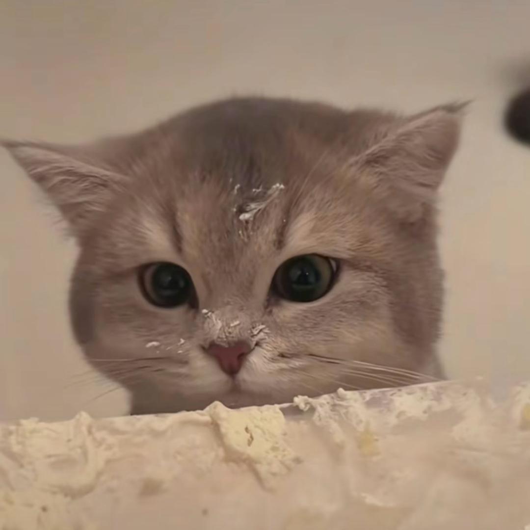 小卷心菜