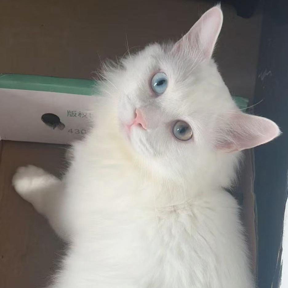 糯米是只猫