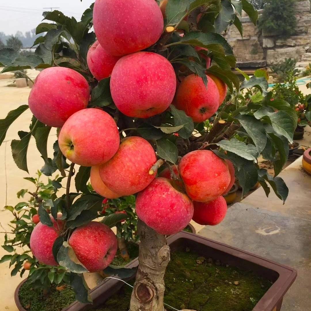 果语香绿植盆景