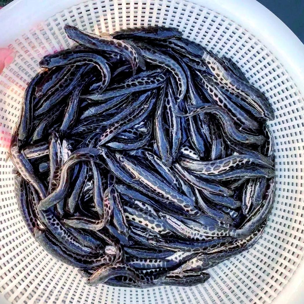 外鑫赞水产养殖