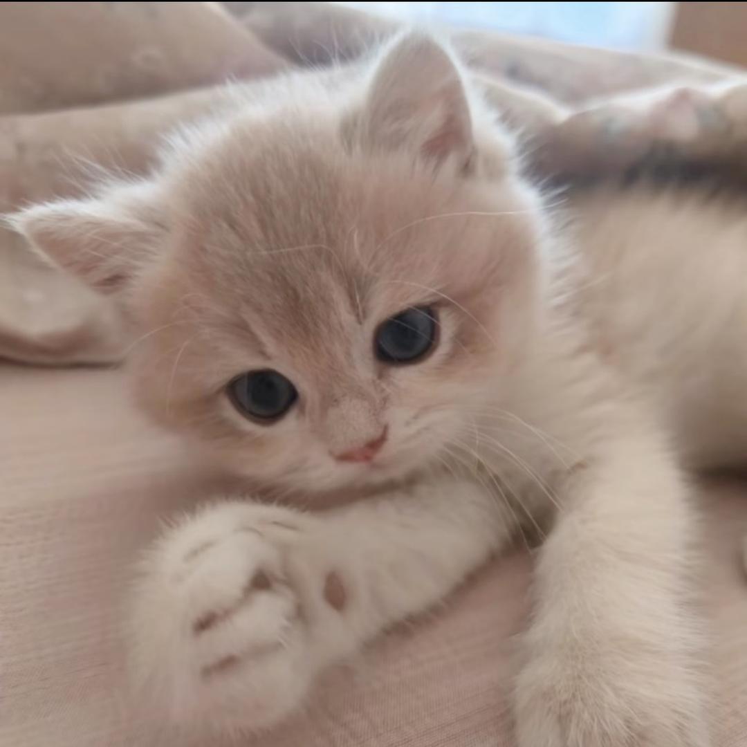 @cat^re_cord