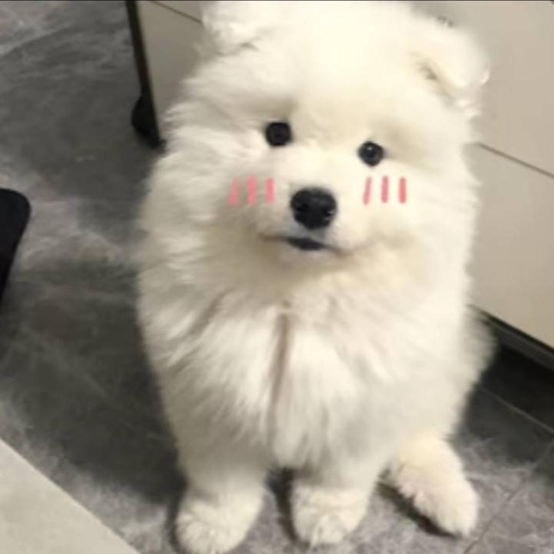 杏干干