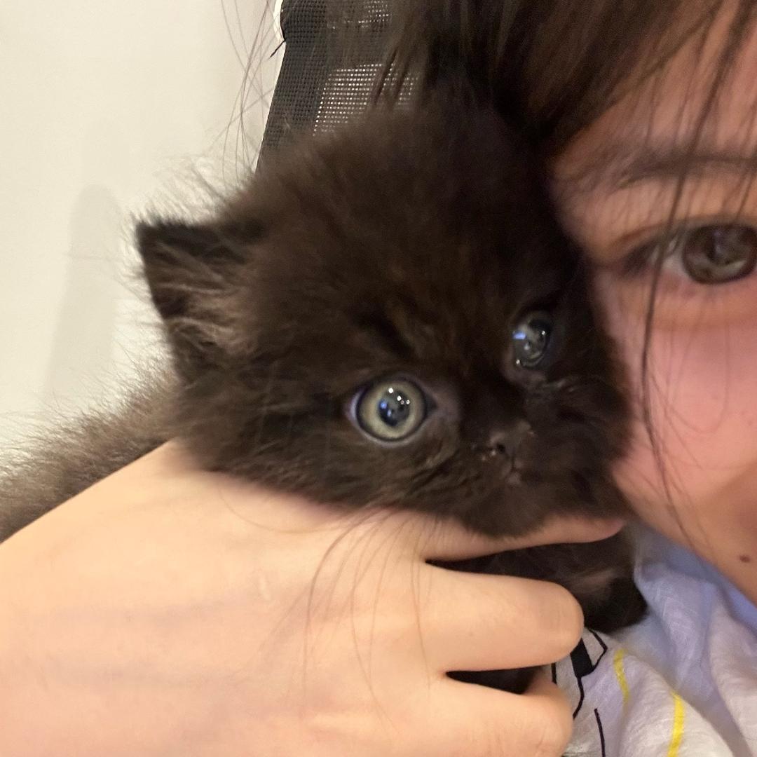 宠仙生的猫奇物语