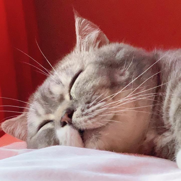 大块蛋糕是只喵💤