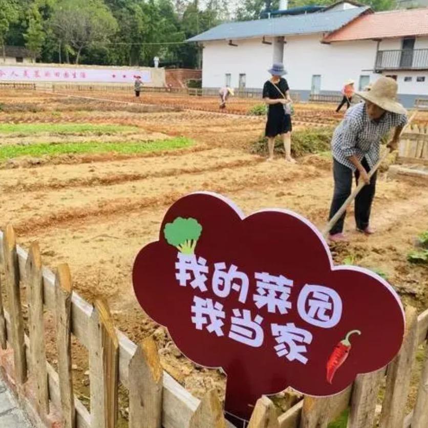 杨妈爱种菜
