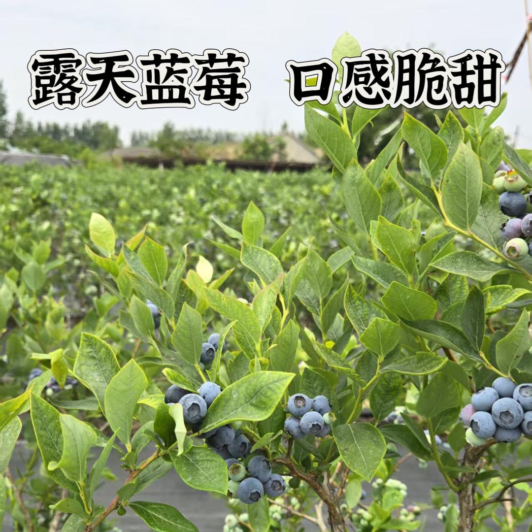 山东助农生鲜