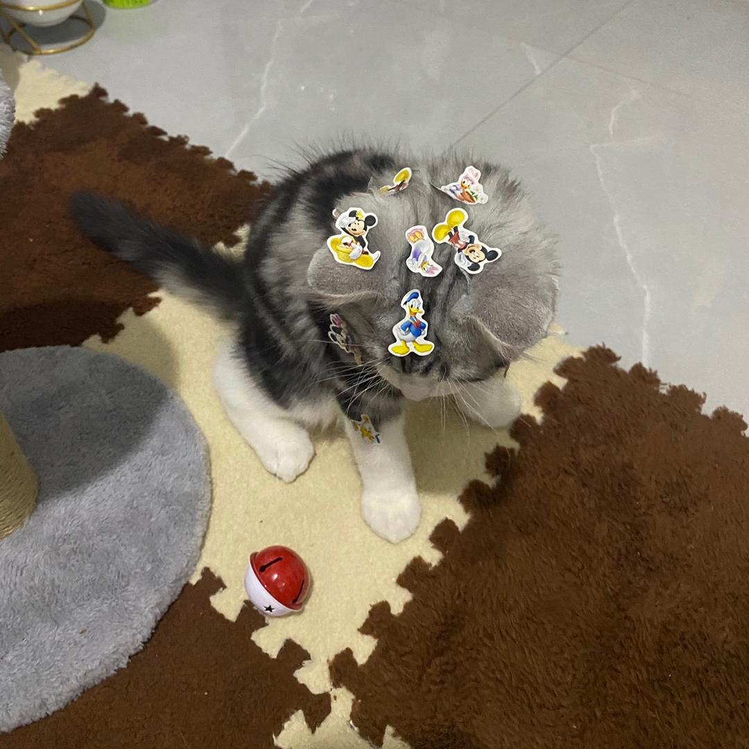 小菜菜