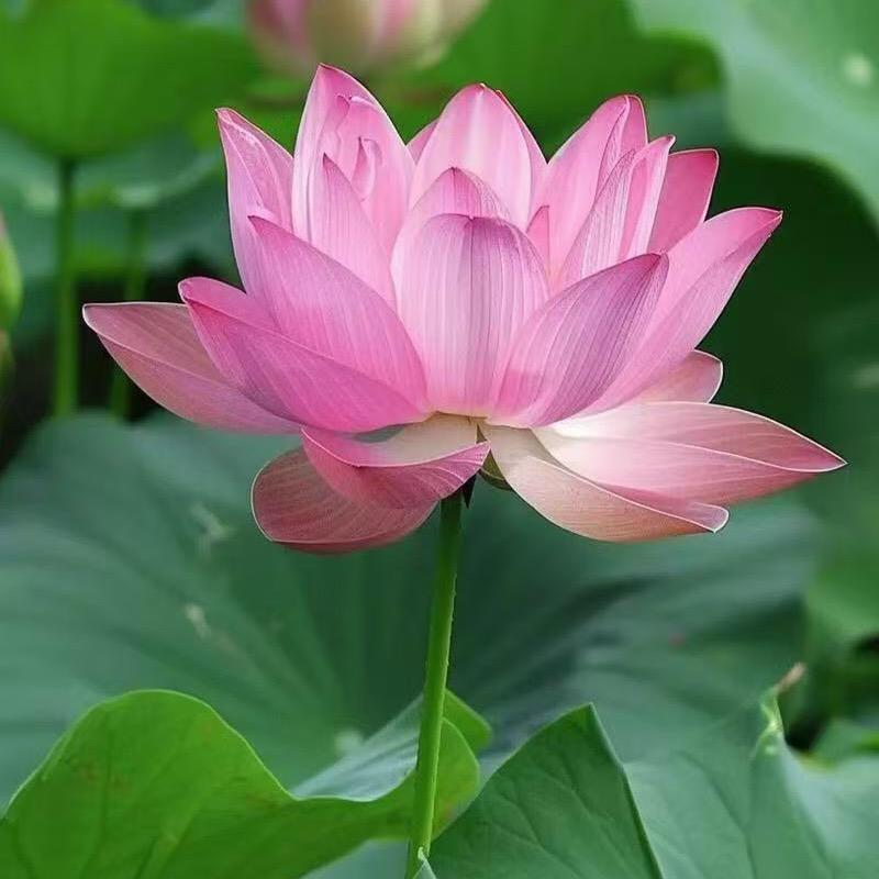 沁园方