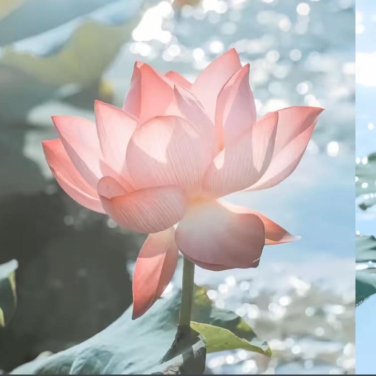 罗彩霞单身（私信回）