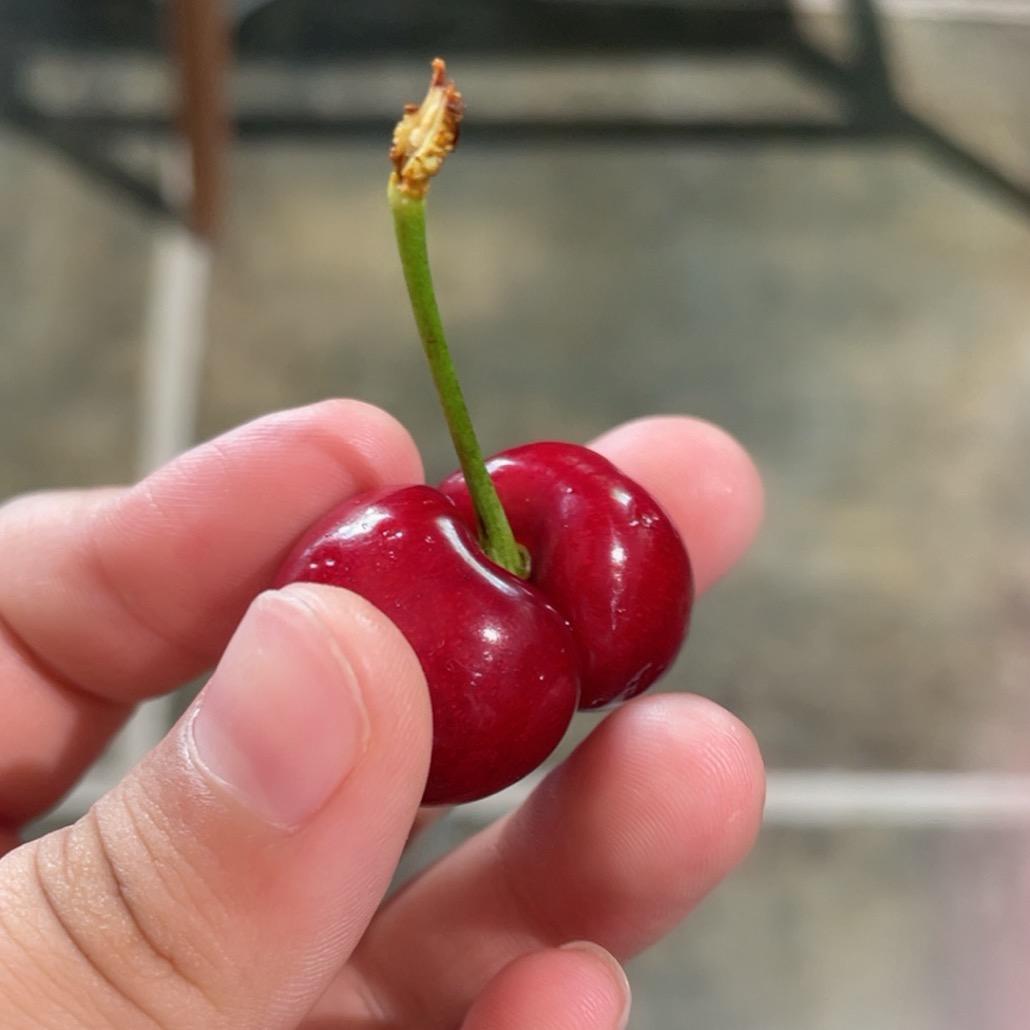 《朋来阁》新中式 ，黑胡桃木 ，榆木。