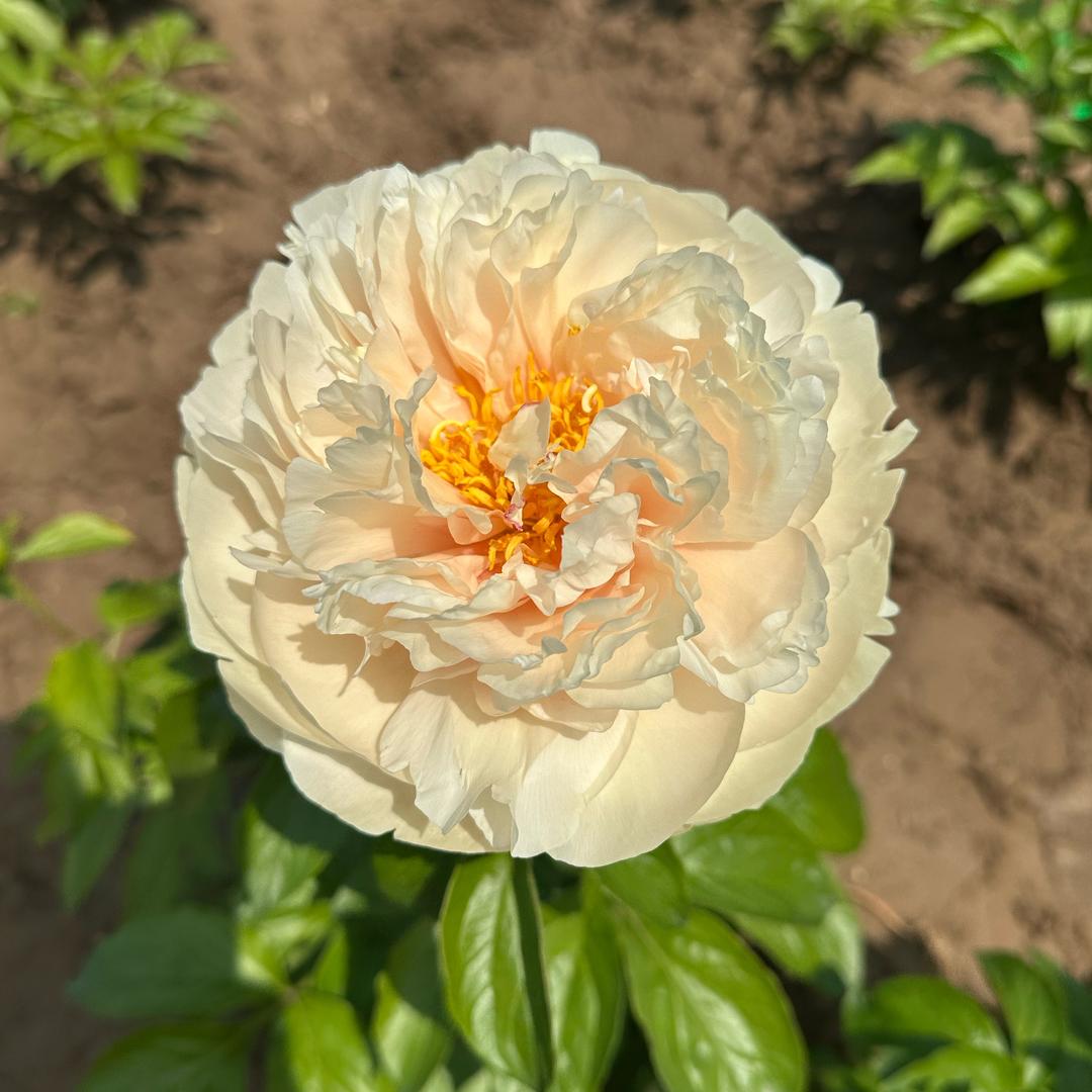 嫣然芍韵花卉基地