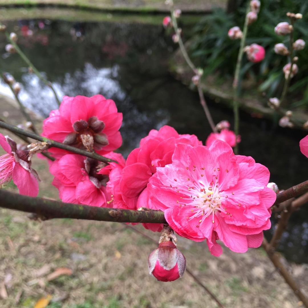 陈掌柜布行
