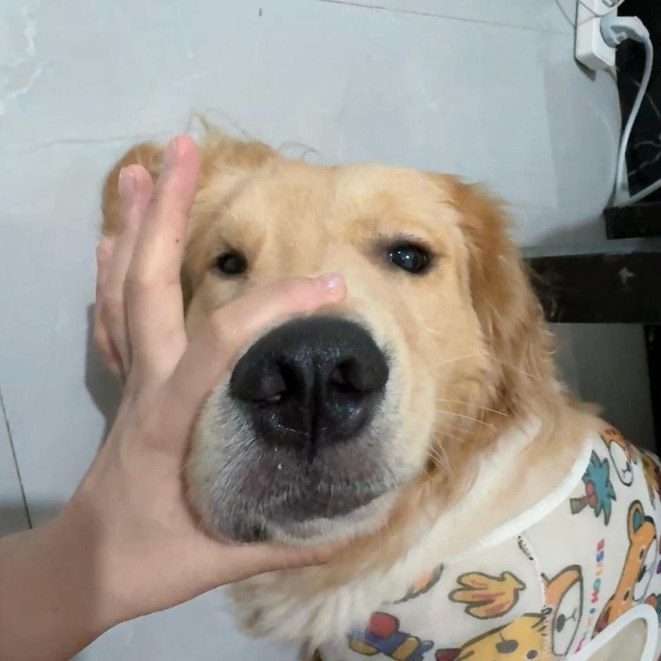 包包的幸福时光