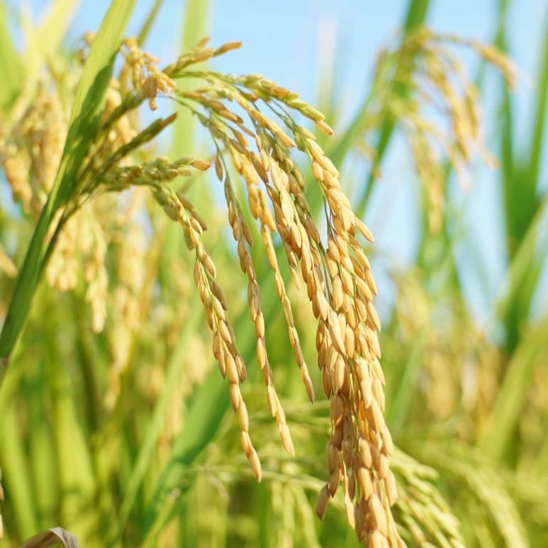 柏氏粮油旗舰店