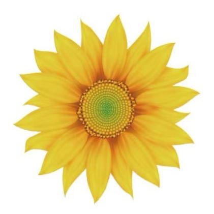 葵花旗舰店直播号