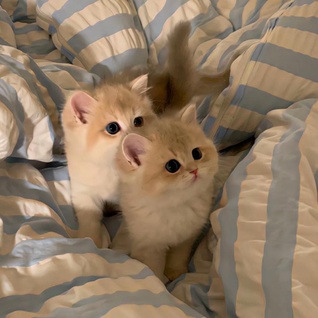 ㅤㅤㅤㅤㅤㅤㅤㅤ