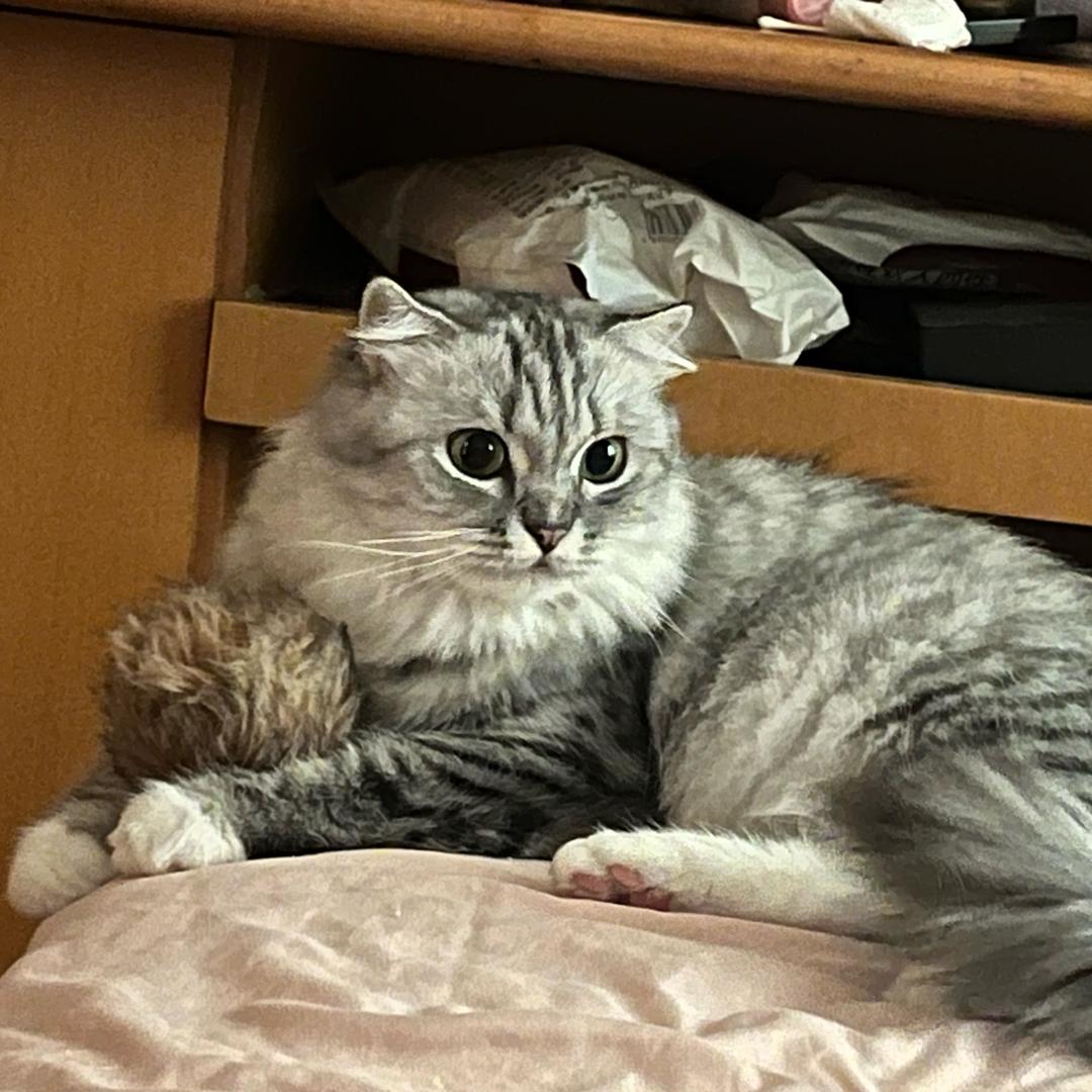 小呆毛