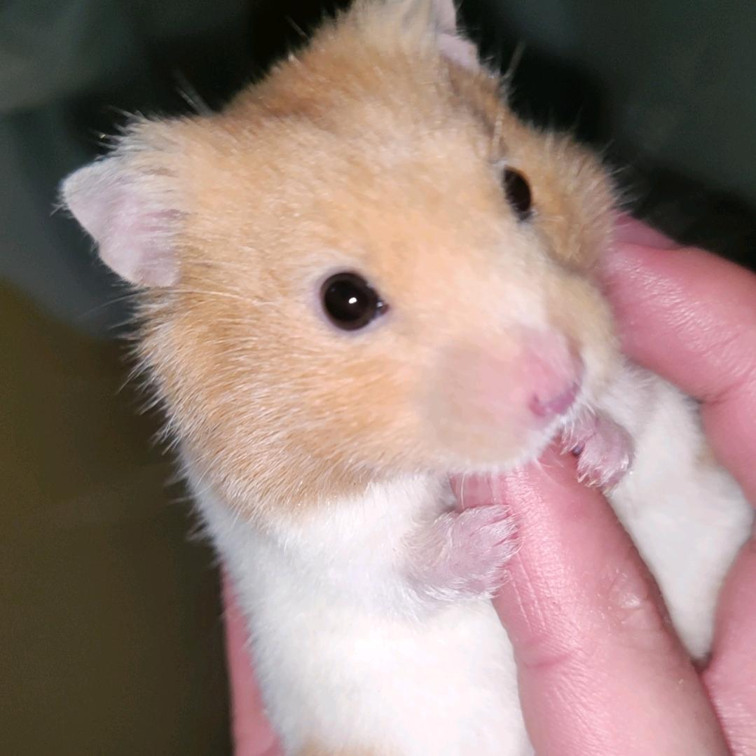 小羽