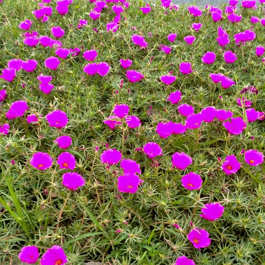 马丽丽