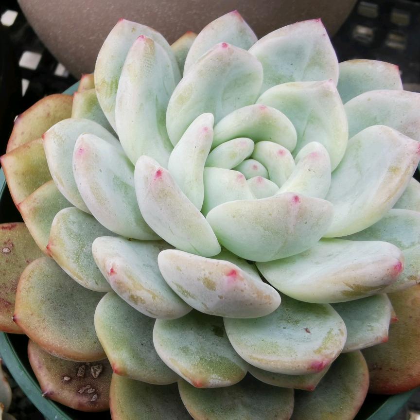 贝壳珍珠