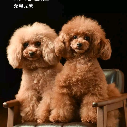 愚昧