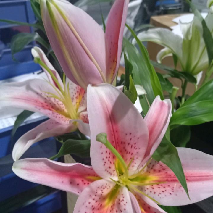 吉祥如意💑👫