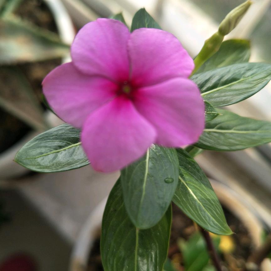 春暖花开