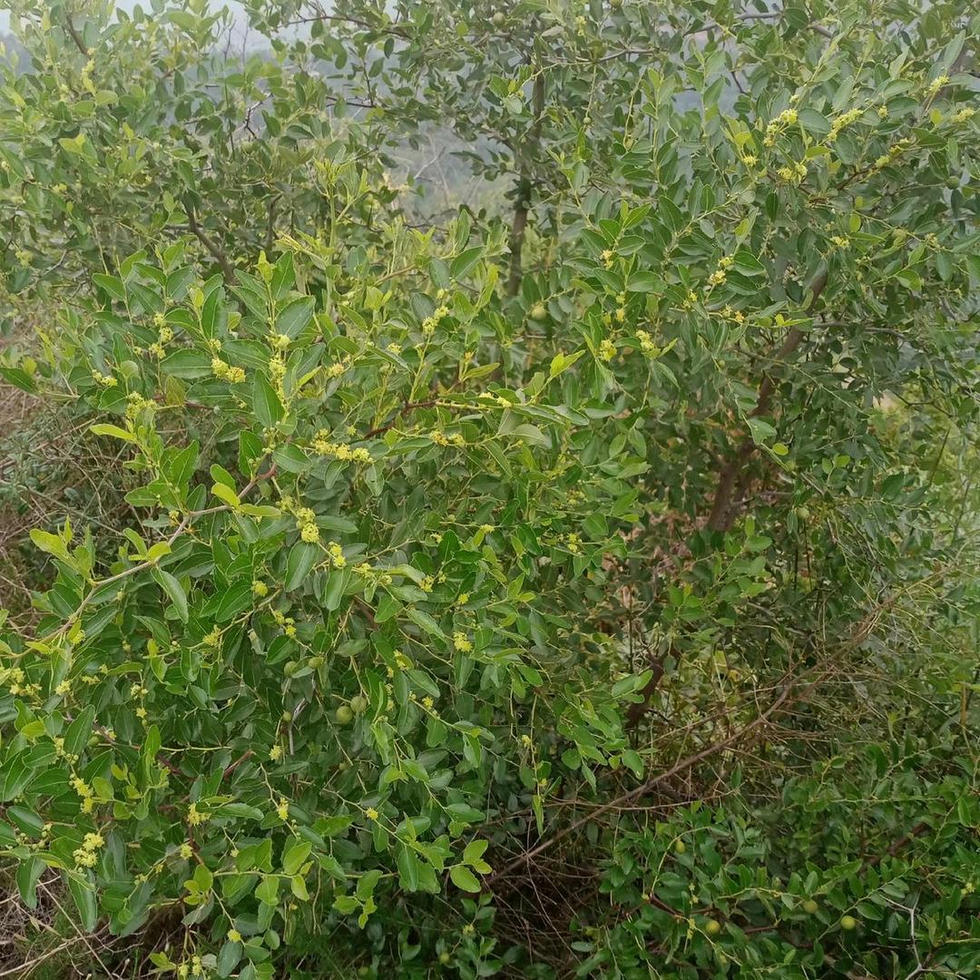 小小李