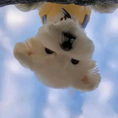 自渡