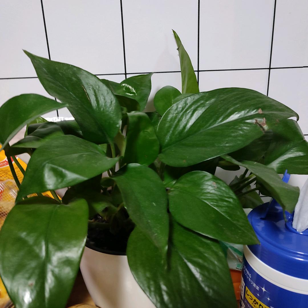 玲