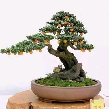 景铭轩金弹子