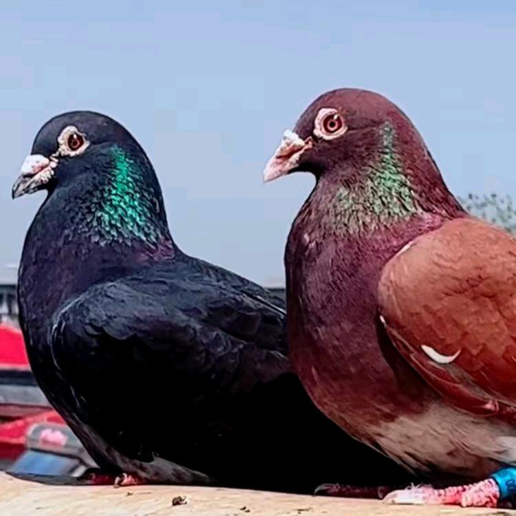 牧鸽生物企业店