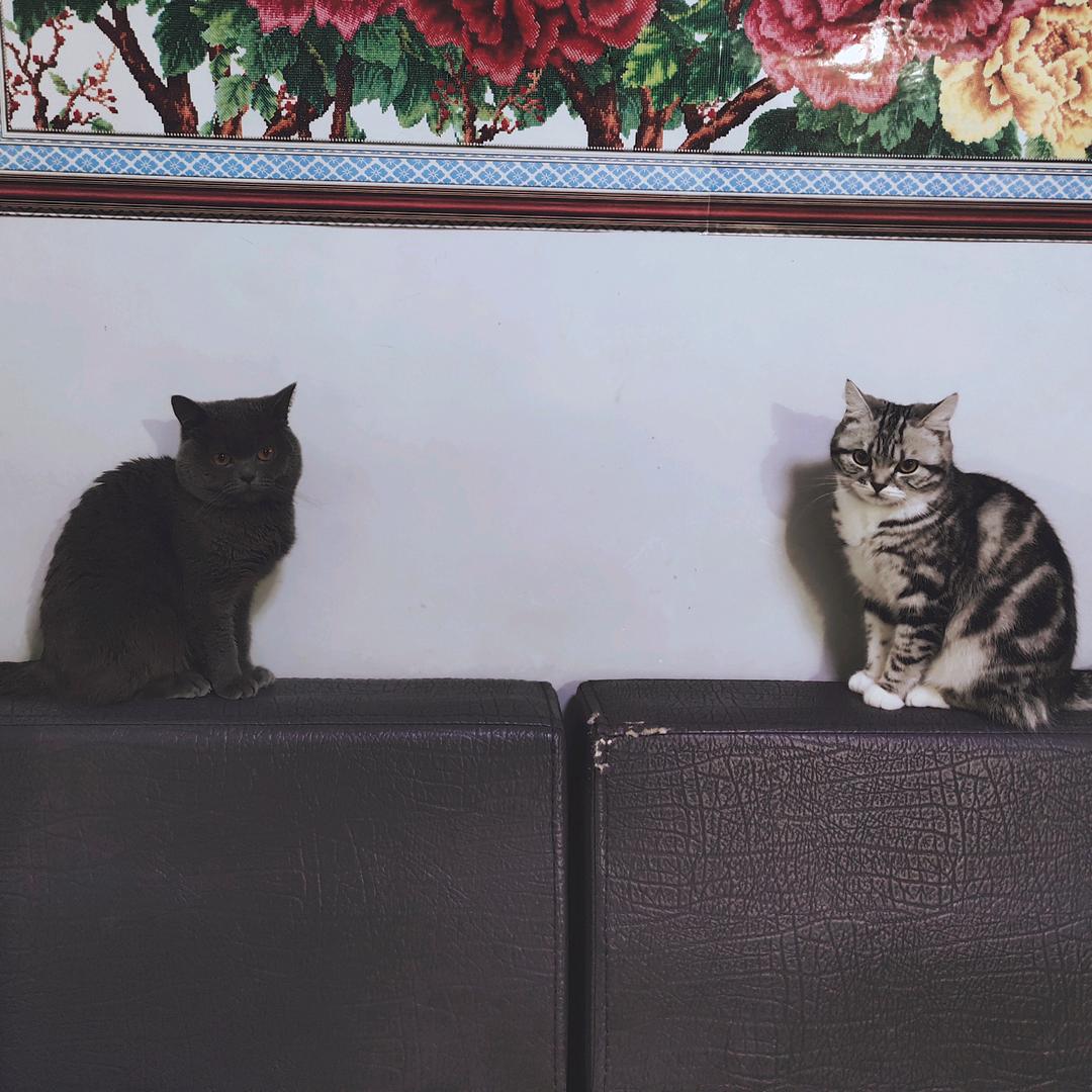 三只猪咪🐷🐱
