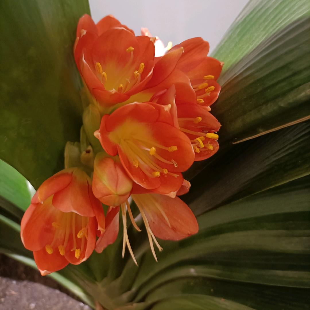 无明花，拒绝连赞