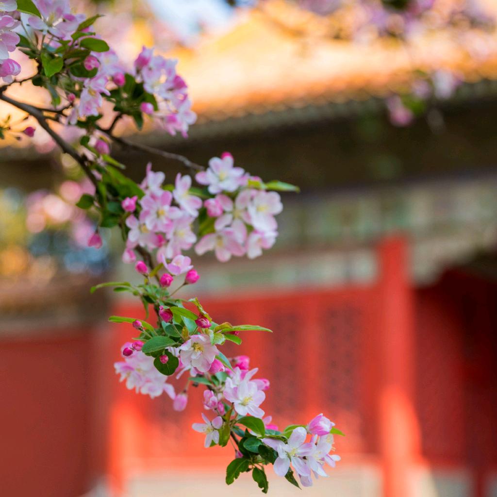 雨花蝉院