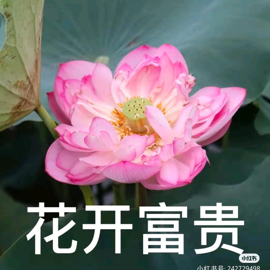 宁宁