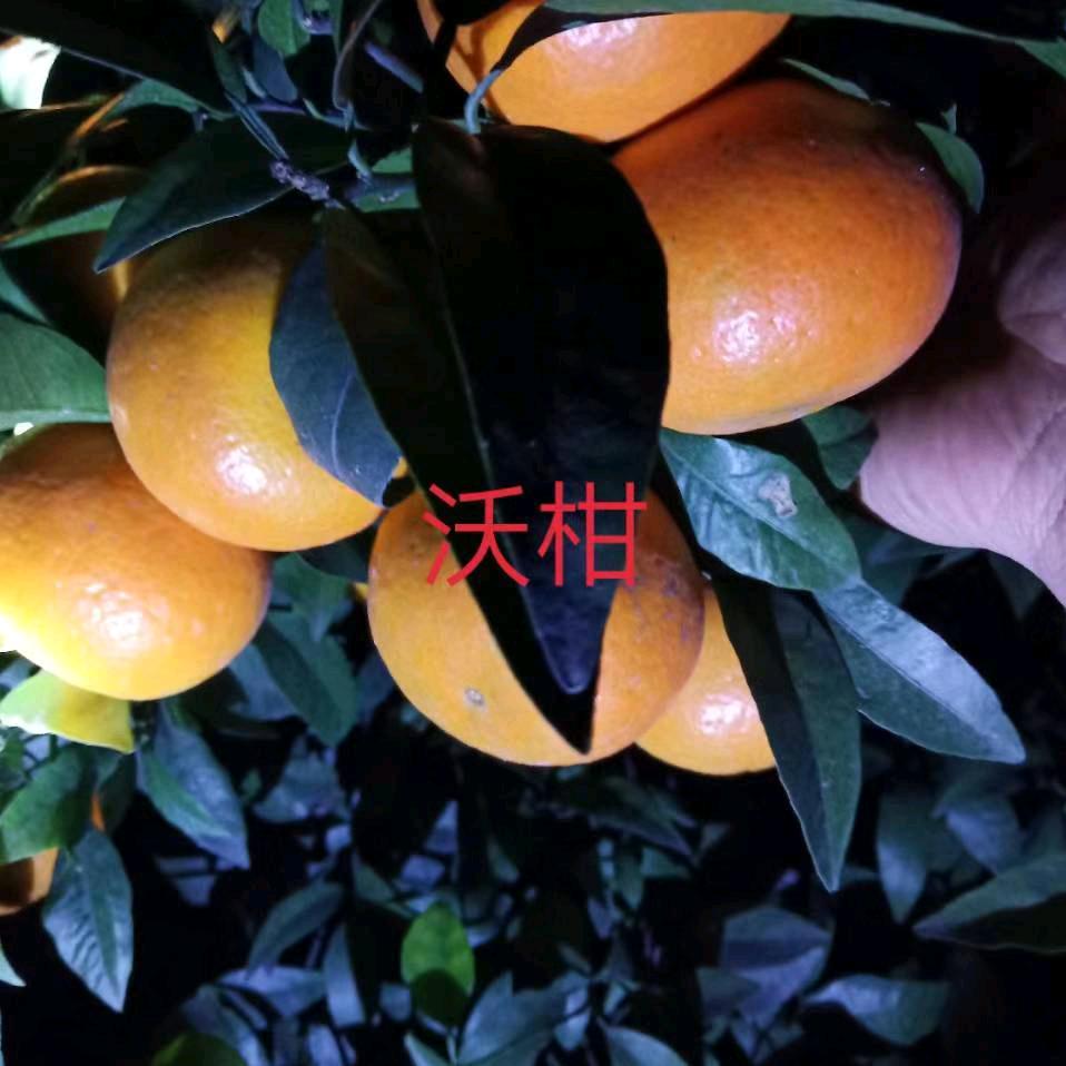 草田