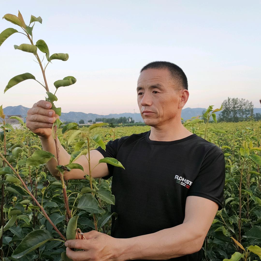 南阳伟奇苗木种植有限公司