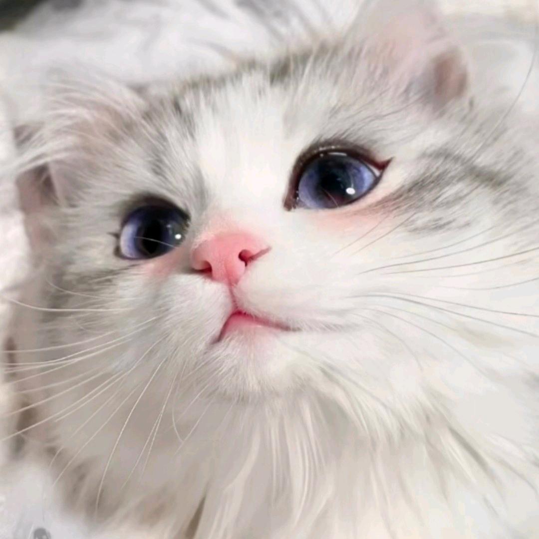 白藏.