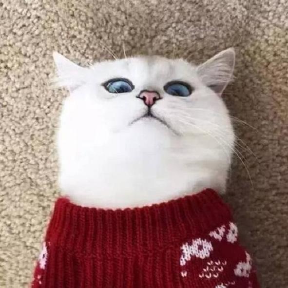 村头的懒猫
