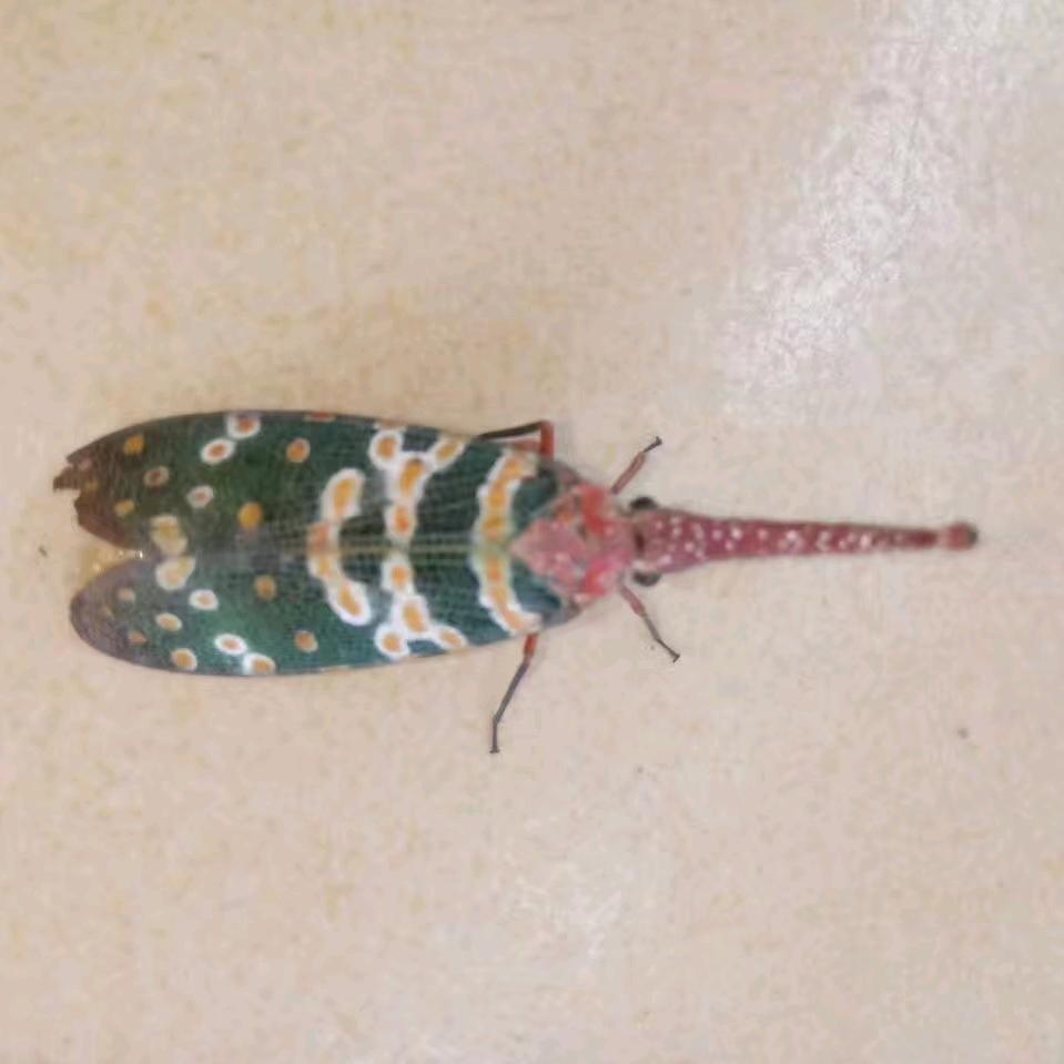 浓心爷爷（那坡县那中路店）十点四十五