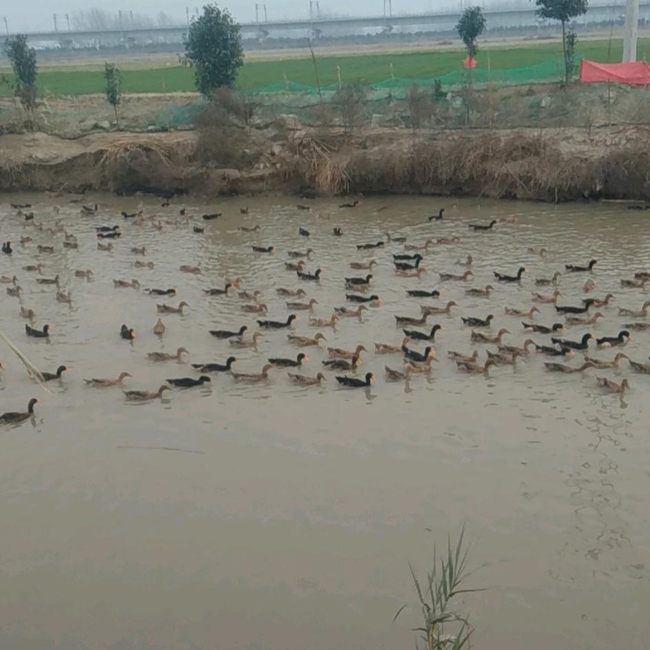 通榆三埝刘必中