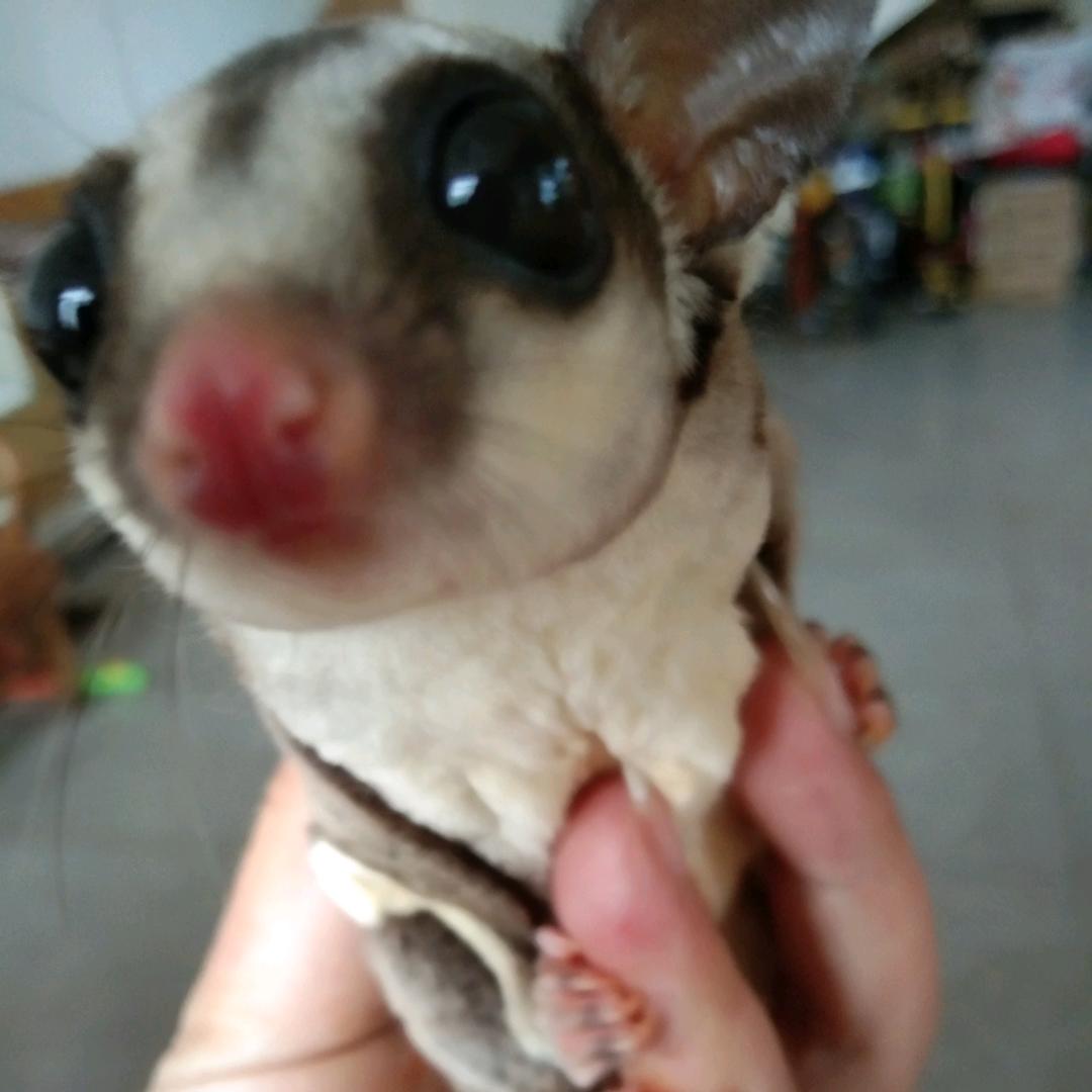 幻神秦傲风（三角洲）