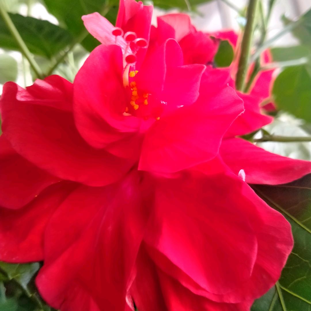 🌹边（十八世）        拒绝私聊